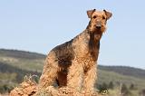 AIREDALE TERRIER 178